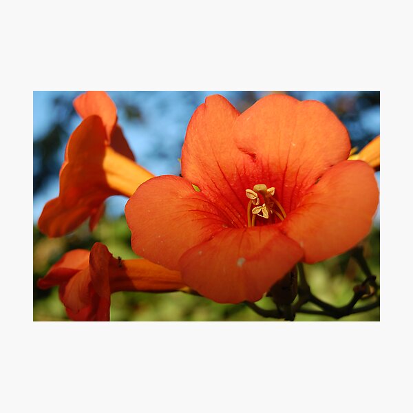 Item preview, Greek Flower designed and sold by Swell Photography.