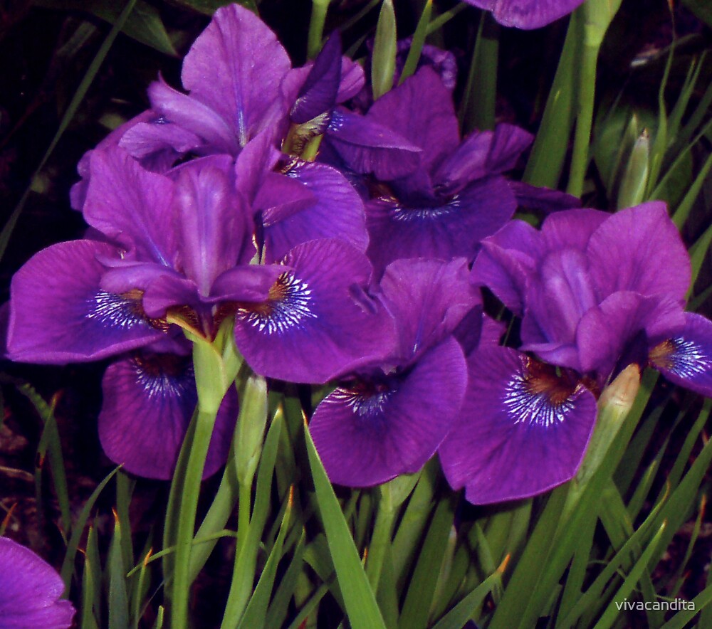 "Purple Japanese Irises at Night" by Candace Byington Redbubble