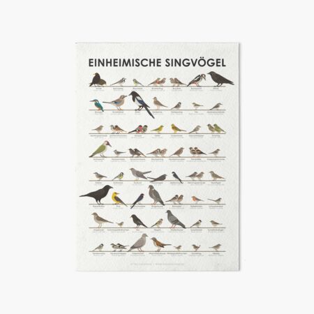 Aperçu de l'œuvre Oiseaux chanteurs indigènes, oiseaux de jardin, infographie / tableau d'affichage des oiseaux (allemand) créée et vendue par Iris Luckhaus.