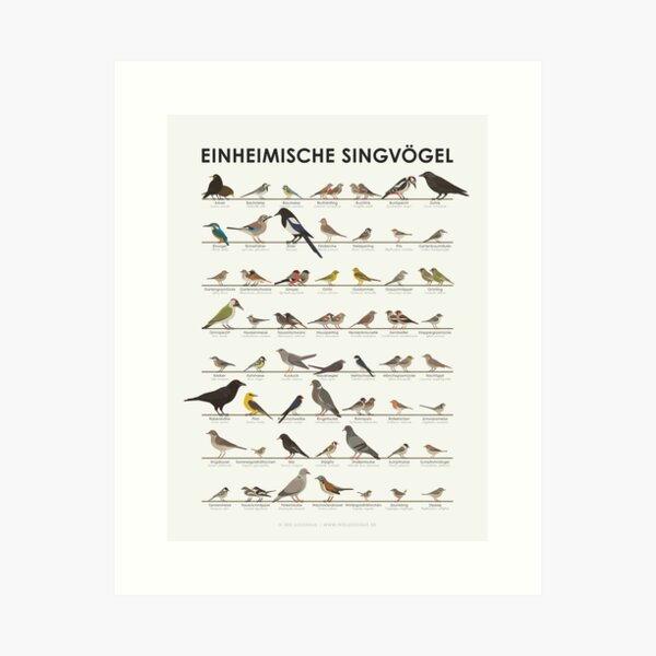 Einheimische Singvögel, Gartenvögel, Vögel Infografik / Schautafel (Deutsch)  Kunstdruck