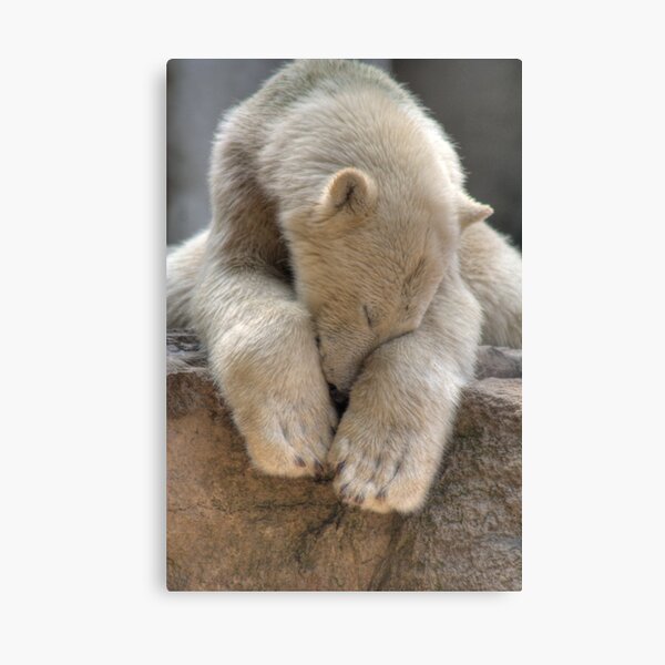 Polar Bear Canvas Print