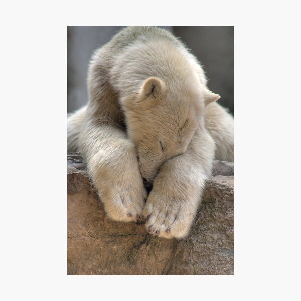 Polar Bear Photographic Print