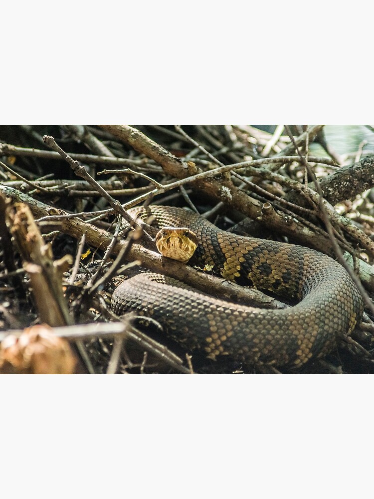 "cottonmouth" Art Print for Sale by KensLensDesigns Redbubble