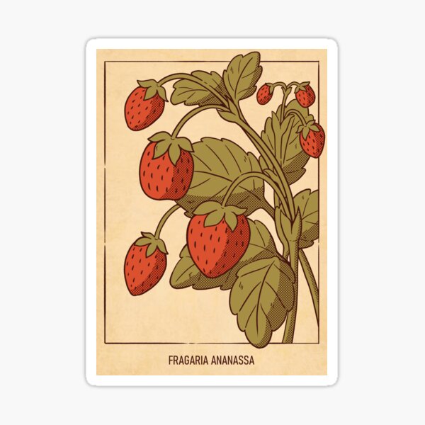 Strawberry Botanical Art Sticker