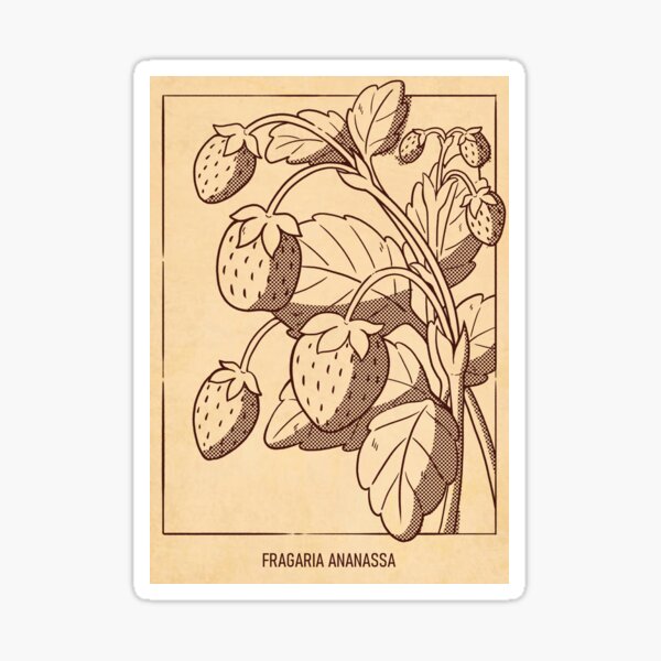 Strawberry Botanical art - Line art Sticker