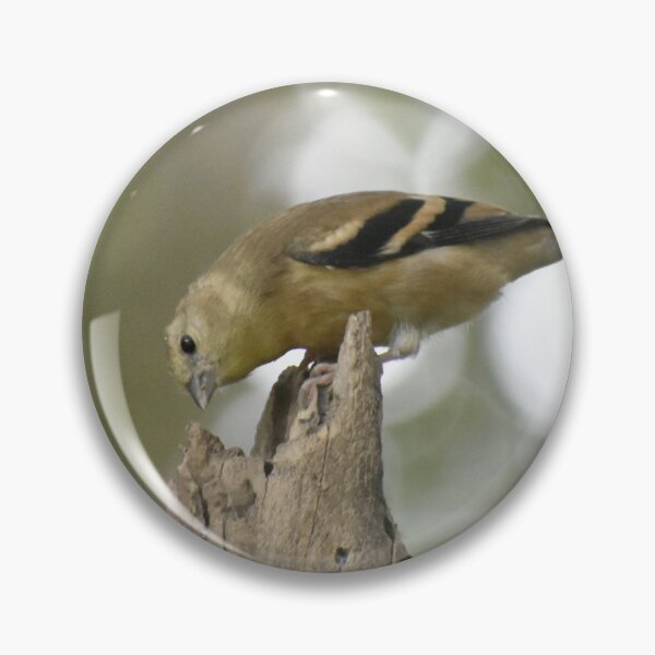 Item preview, American Goldfinch Fledgling  designed and sold by Tonia Delozier's Photography .