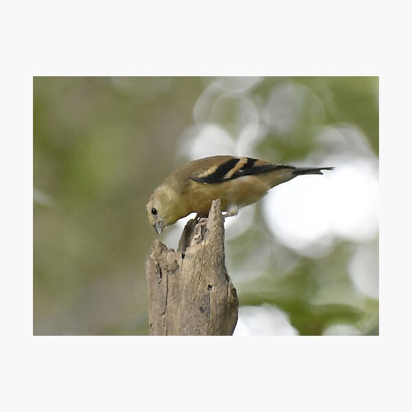Item preview, American Goldfinch Fledgling  designed and sold by Tonia Delozier's Photography .