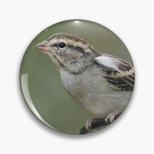 Item preview, Chipping Sparrow designed and sold by Tonia Delozier's Photography .
