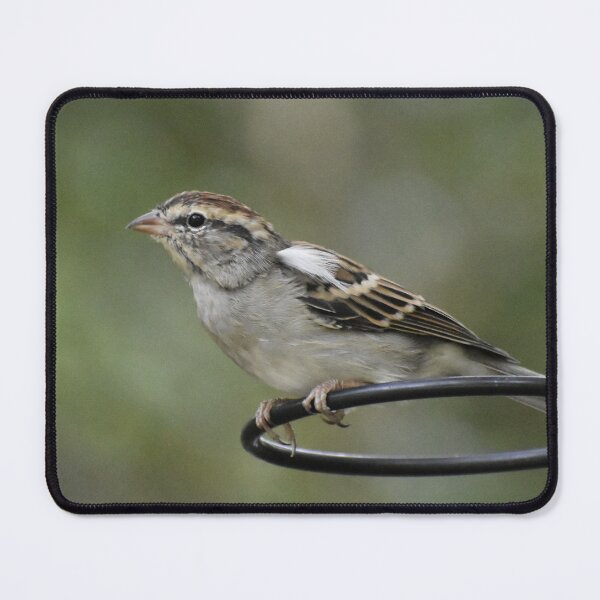 Item preview, Chipping Sparrow designed and sold by Tonia Delozier's Photography .