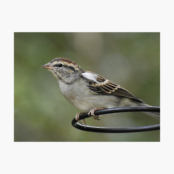 Item preview, Chipping Sparrow designed and sold by Tonia Delozier's Photography .