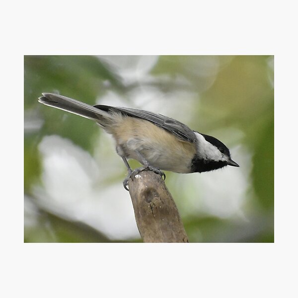 Item preview, Carolina Chickadee  designed and sold by Tonia Delozier's Photography .