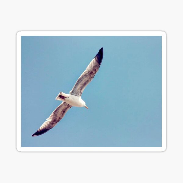 seagull and blue sky Sticker