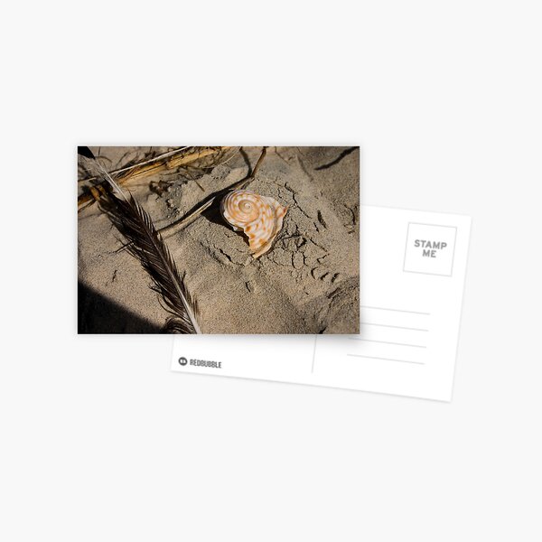 Item preview, A feather and half a shell designed and sold by Alecia Scott.