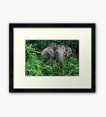 Borneo Pygmy Elephant Framed Print
