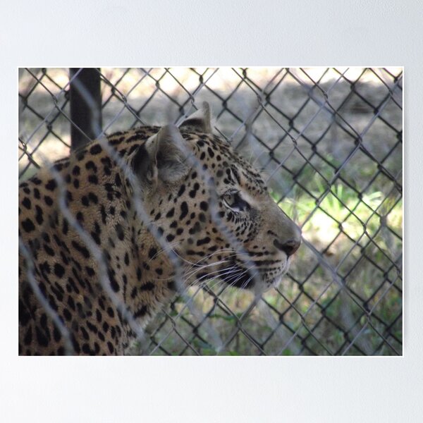 Artikelvorschau, Afrikanischer Leopard entworfen und verkauft von Rootoli-Visions.