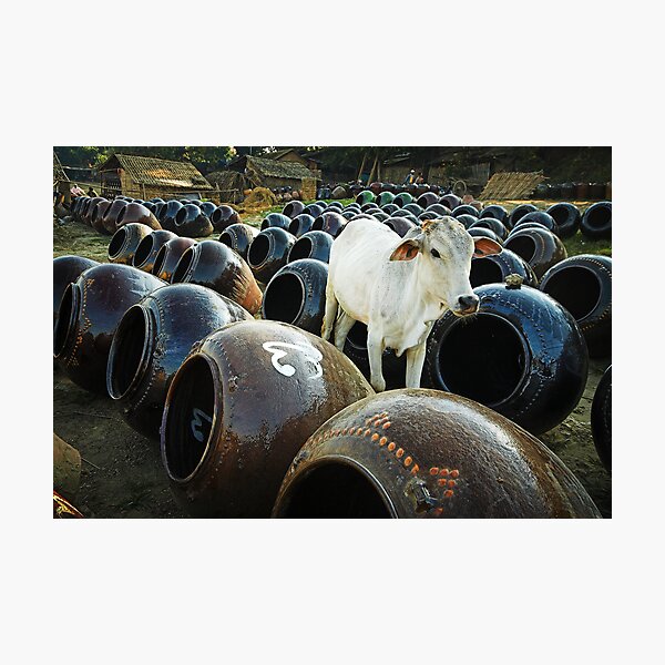 Item preview, Curious cow.  designed and sold by DaveBassett.