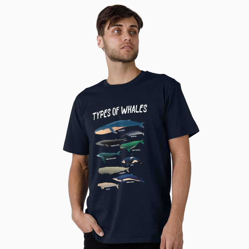 Types Of Whales Ocean Mammal Variety V2
