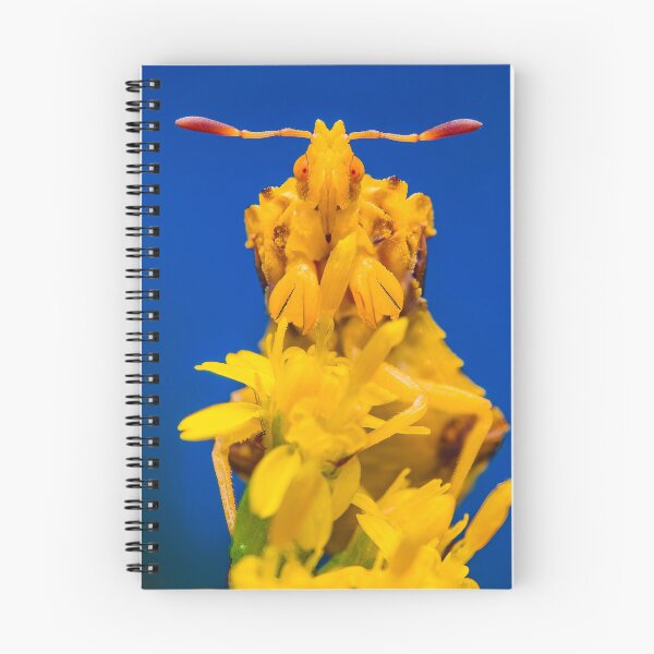 Item preview, Ambush Bug -  Phymatinae designed and sold by AronsTinySafari.
