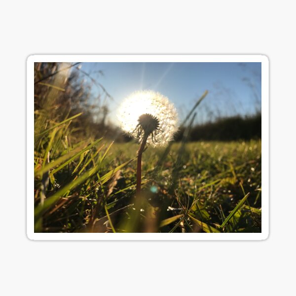 Sunlit Dandelion Sticker