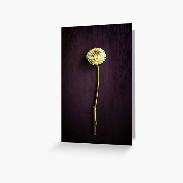 Chrysanthemum - Flower Photo Greeting Card