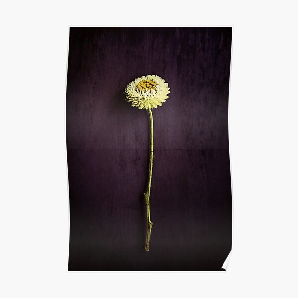 Chrysanthemum - Flower Photo Poster