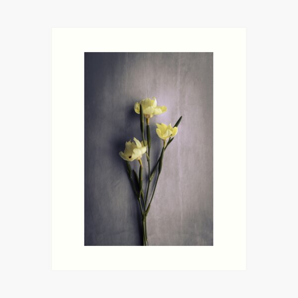 Narcissus Flower - Flower Photo Art Print