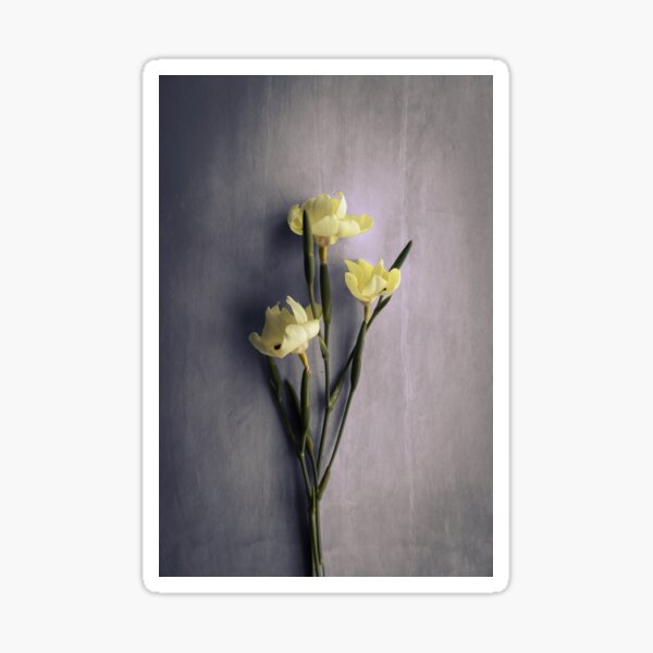 Fleur de Narcisse - Photo de fleur Sticker
