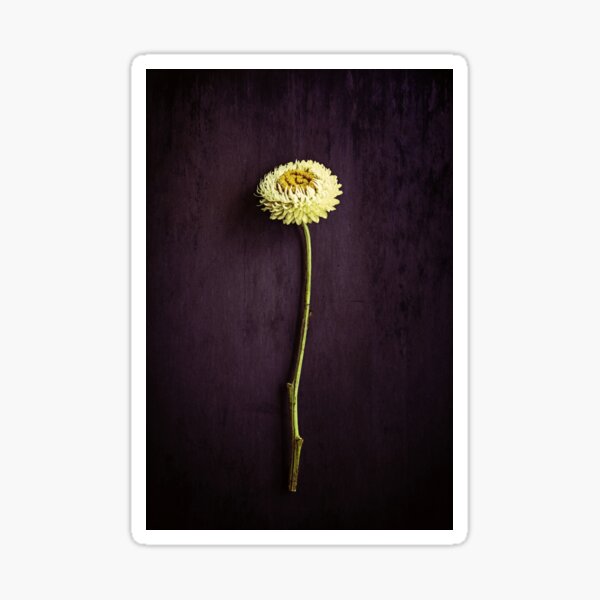 Crisantemo - Foto de flor Pegatina