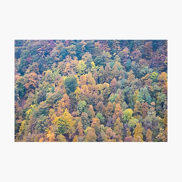 Item preview, autumnal foliage illustration designed and sold by Marco Varrone.