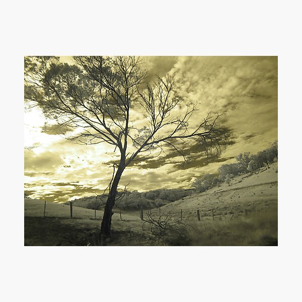 Glorious Tree Photographic Print