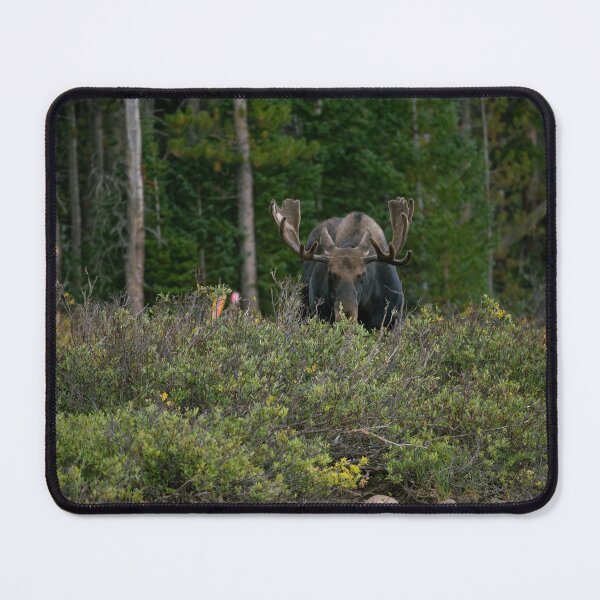 Item preview, Moose Eating Dinner  designed and sold by TMPhotograph.