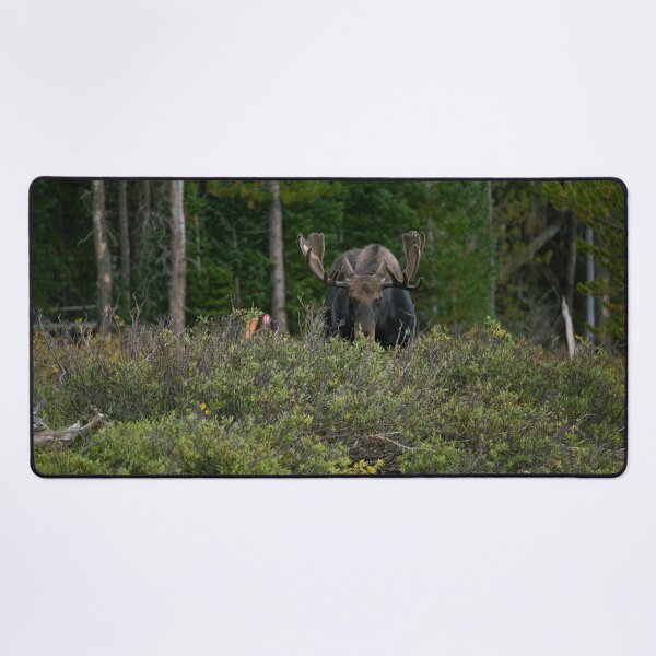 Item preview, Moose Eating Dinner designed and sold by TMPhotograph.