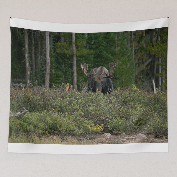 Item preview, Moose Eating Dinner  designed and sold by TMPhotograph.