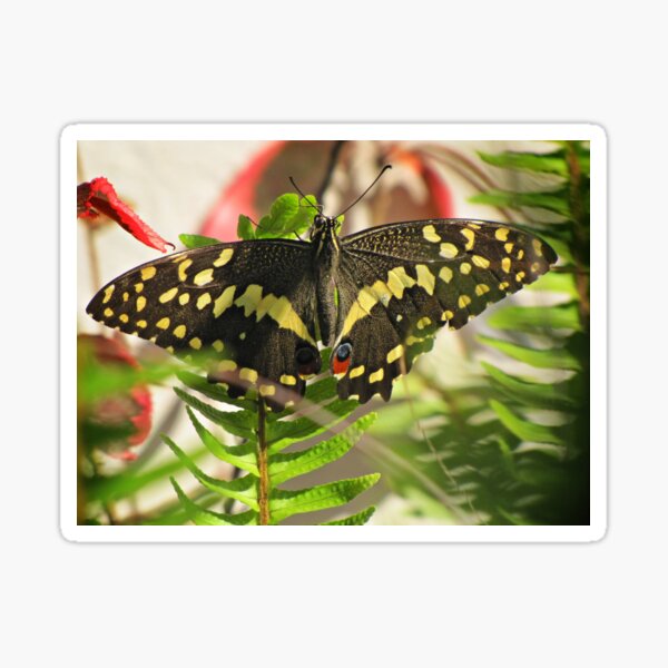 Item preview, Swallowtail on Sword Fern designed and sold by BiodiversityRocks.