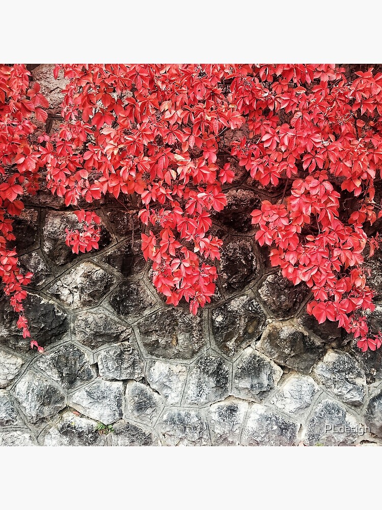 Bolsa de tela «La hiedra roja rosada deja la pared de piedra del otoño» de PLdesign | Redbubble Bolsa de tela «La hiedra roja rosada deja la pared de piedra del otoño» de PLdesign | Redbubble
