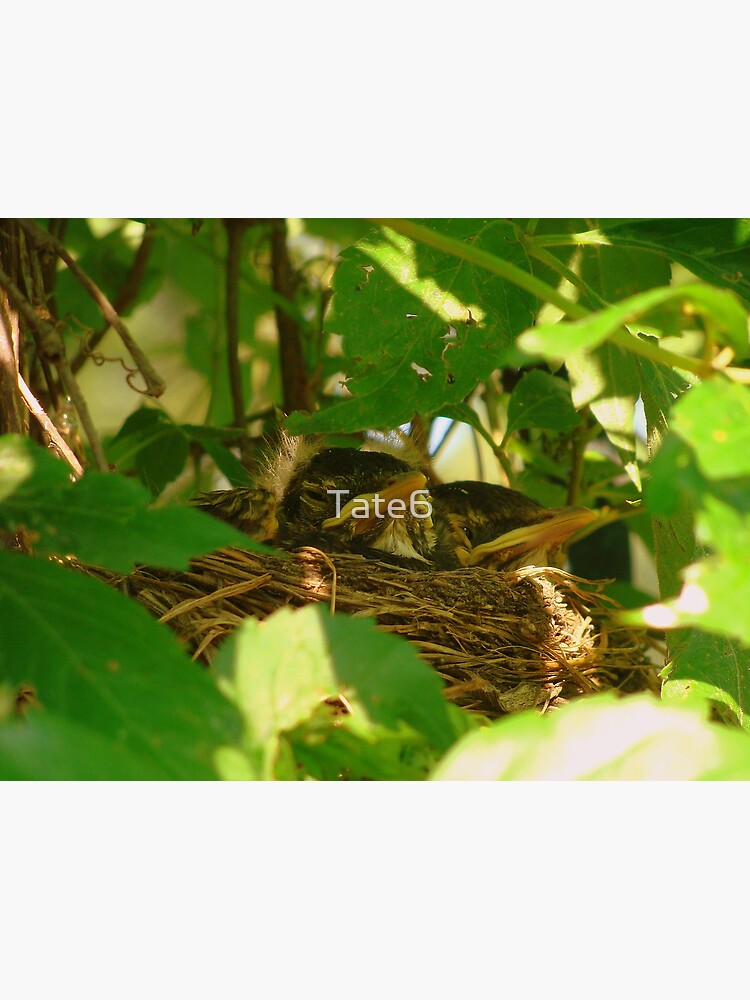 Nest Babies by Tate6