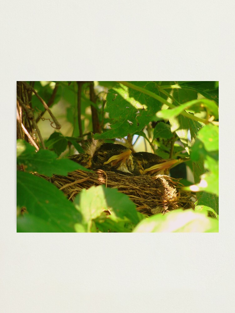 Alternate view of Nest Babies Photographic Print