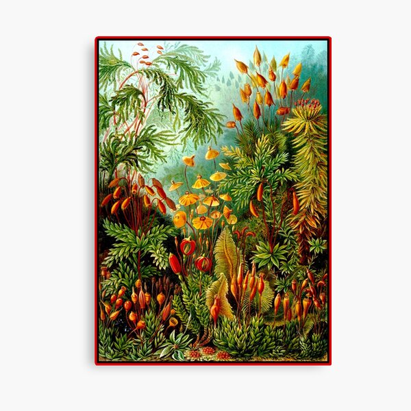 FLOWER GARDEN; Vintage Art Print Canvas Print