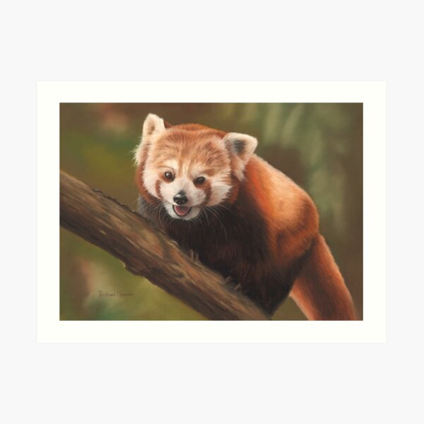 Red Panda Art Print