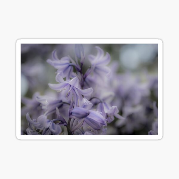 Item preview, Calming Bluebells designed and sold by RichardSayer.