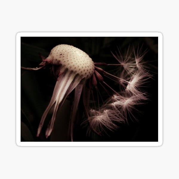 Item preview, Calming Dandelion designed and sold by RichardSayer.