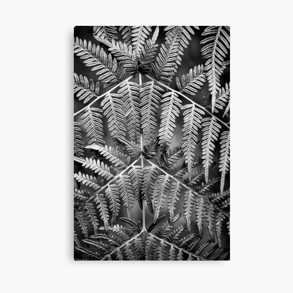 Fern Canvas Print