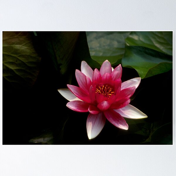 Item preview, Water Lily designed and sold by Janos Sison.
