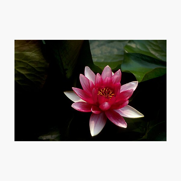 Item preview, Water Lily designed and sold by Janos Sison.
