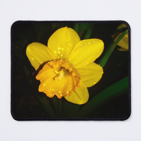 Item preview, Dew, Daffodil. designed and sold by OnigiriSuiko.