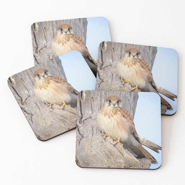 Item preview, Kestrel Stare designed and sold by Peter Caddy.
