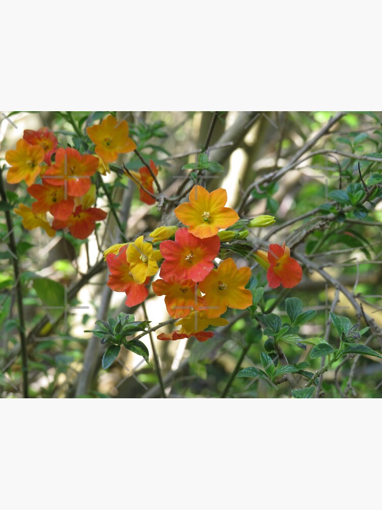 "Marmalade bush flowers" Sticker for Sale by greentiger1 Redbubble