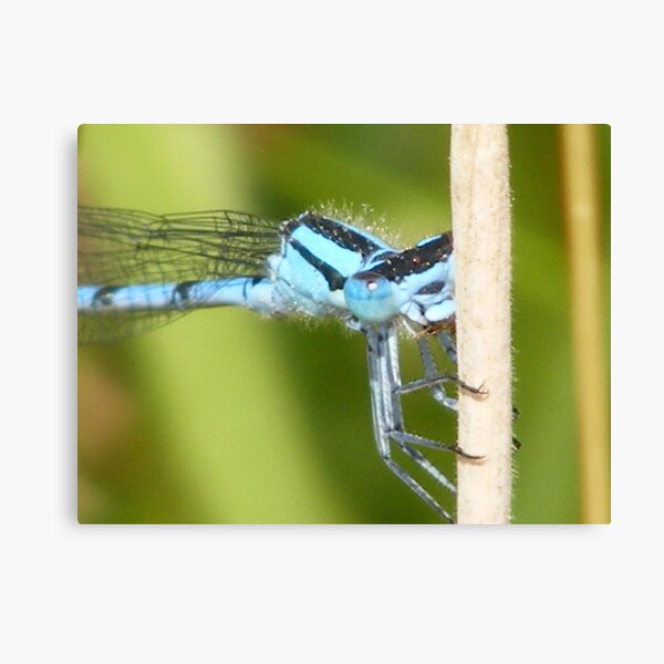 Blue Dragon Canvas Print
