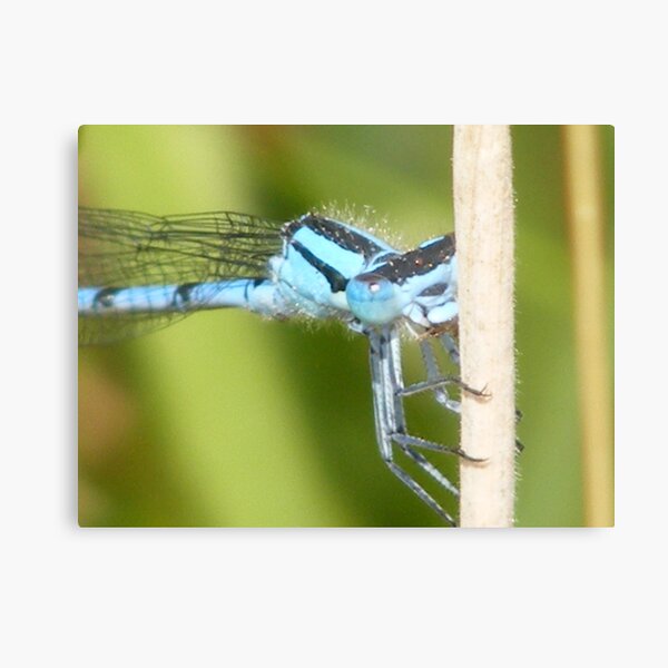 Blue Dragon Metal Print