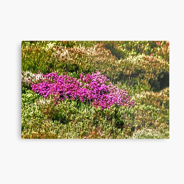 MOORLAND HEATHER Metal Print